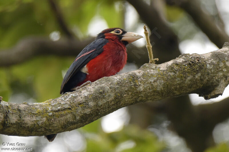 Double-toothed Barbet