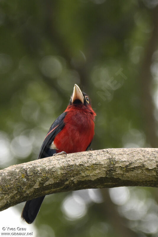 Double-toothed Barbet