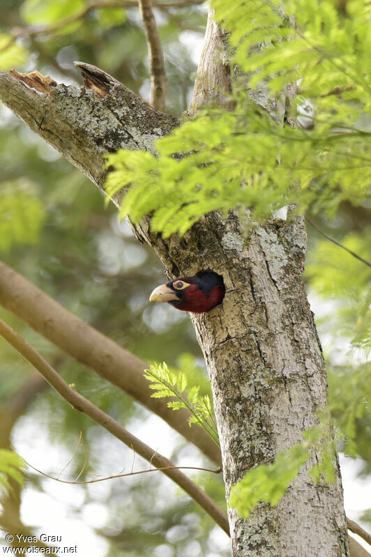 Double-toothed Barbet