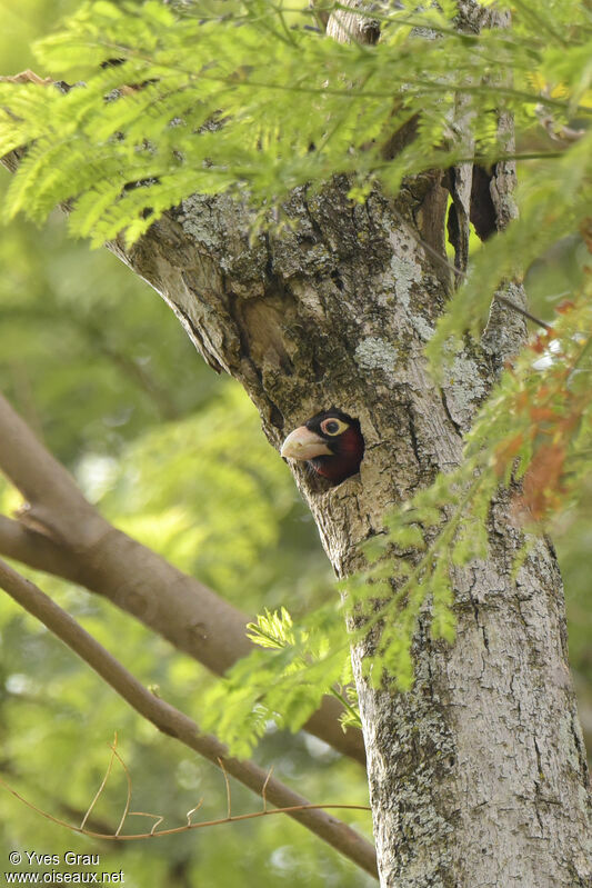 Double-toothed Barbet