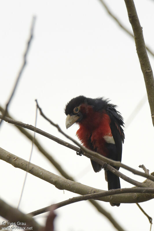 Double-toothed Barbet