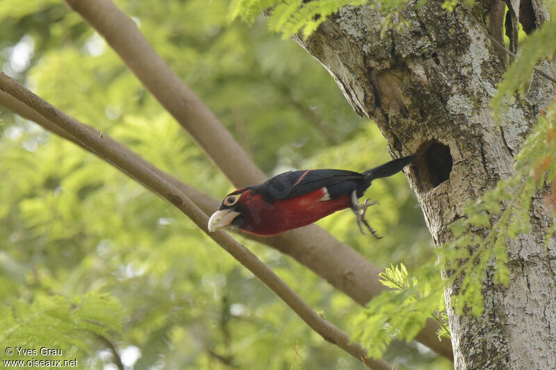 Double-toothed Barbet