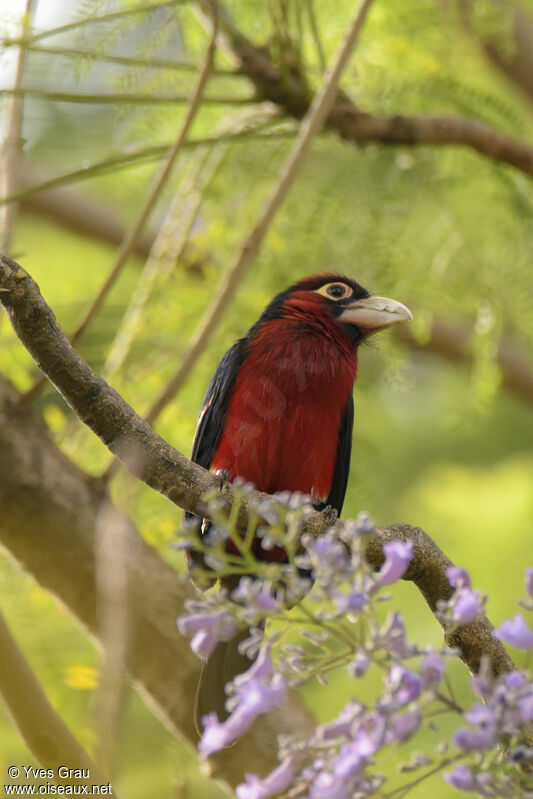 Double-toothed Barbet