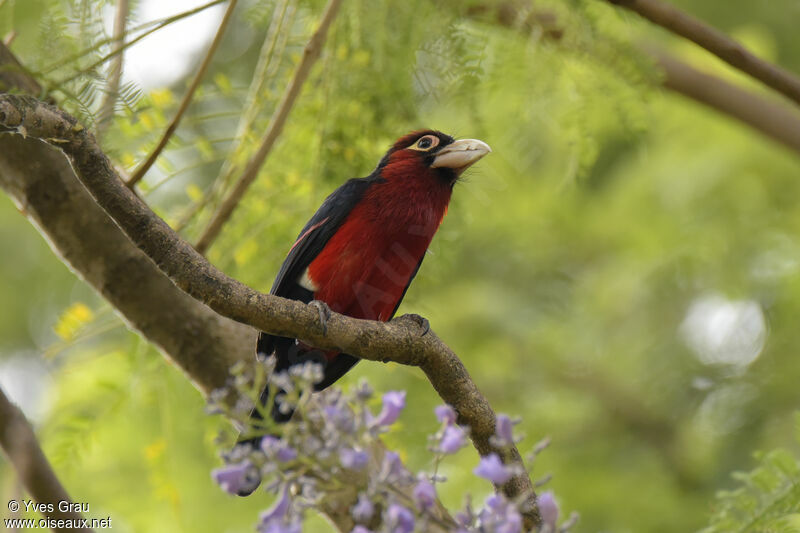 Double-toothed Barbet