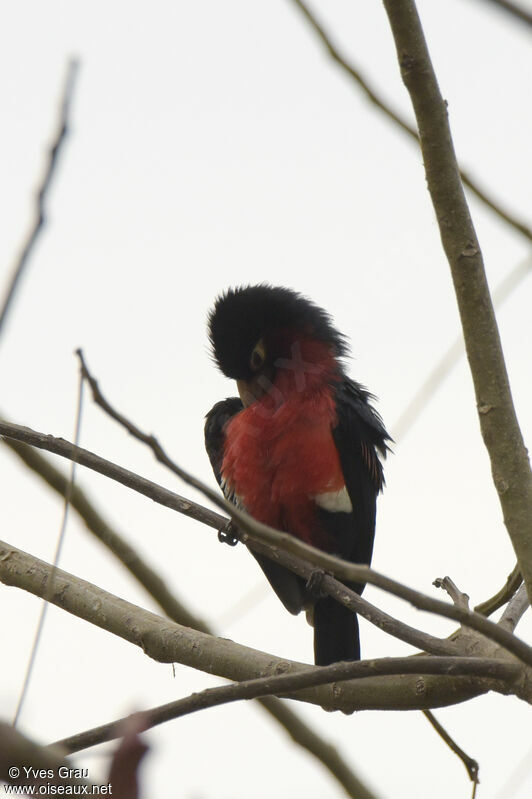 Double-toothed Barbet