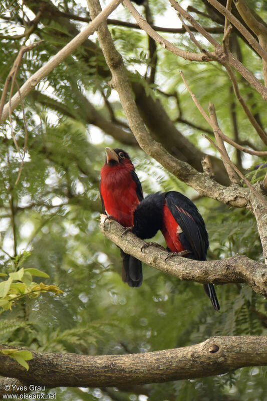 Double-toothed Barbet