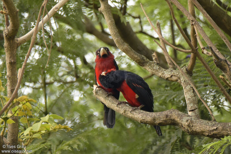 Double-toothed Barbet