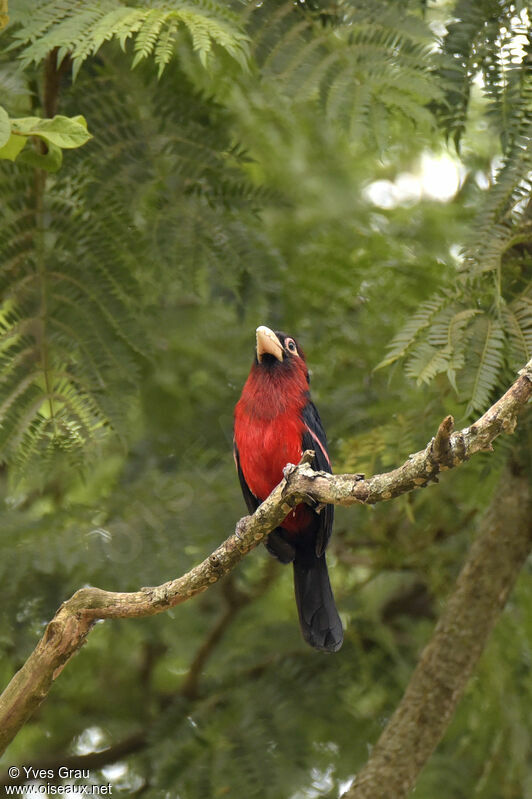 Double-toothed Barbet