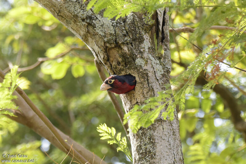 Double-toothed Barbet