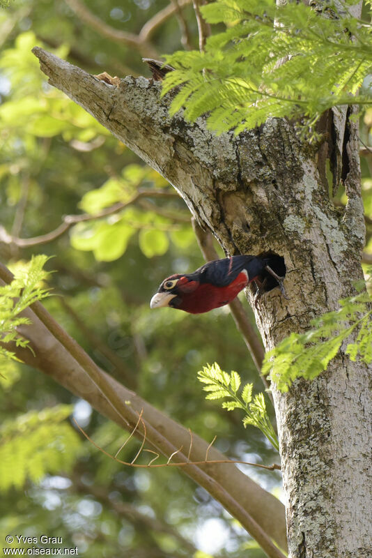 Double-toothed Barbet