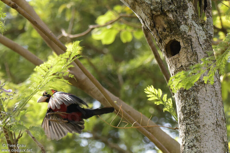 Double-toothed Barbet