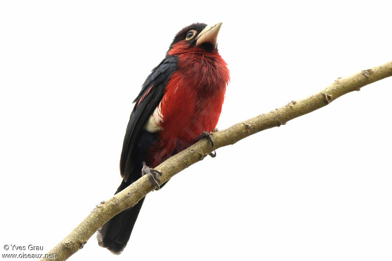 Double-toothed Barbet