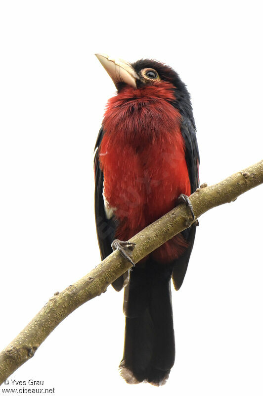 Double-toothed Barbet