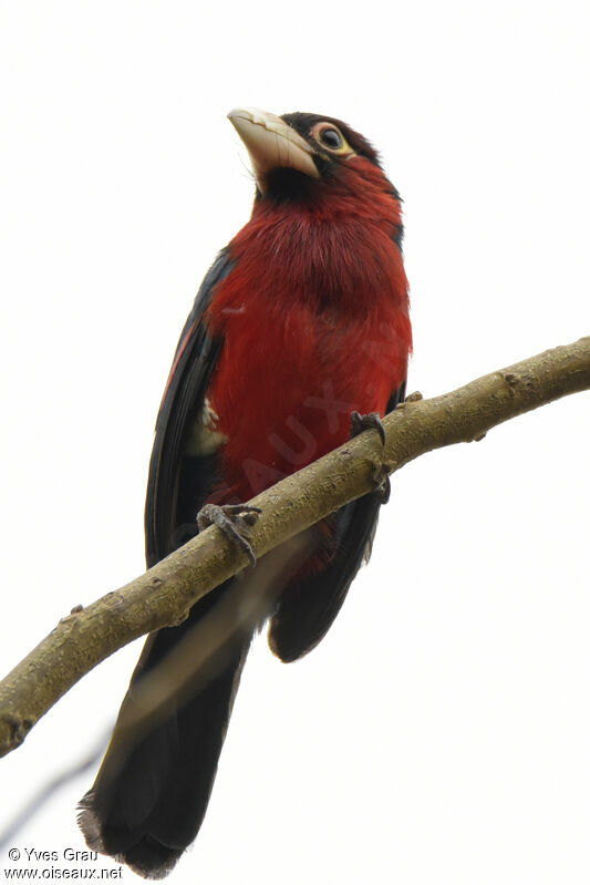 Double-toothed Barbet