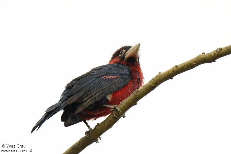 Double-toothed Barbet