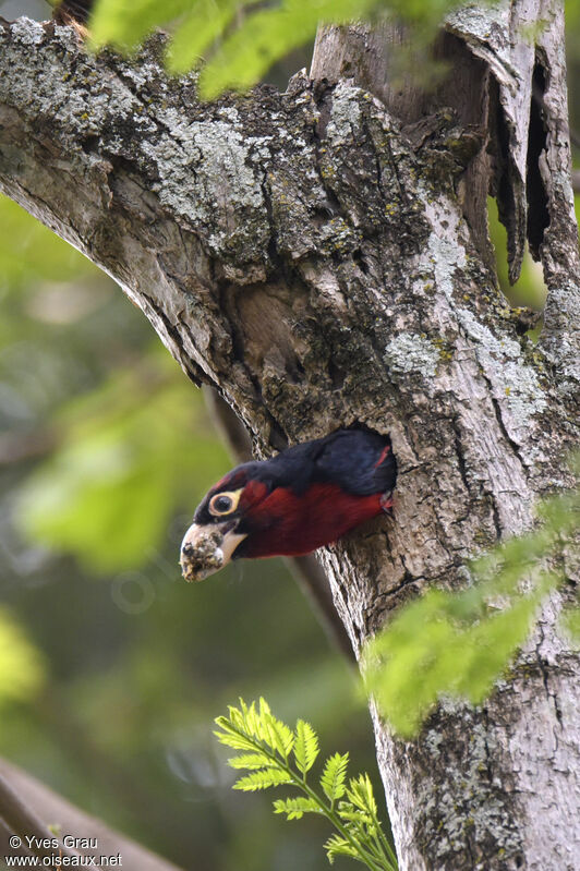 Double-toothed Barbet