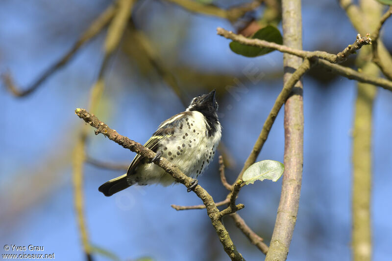 Spot-flanked Barbet