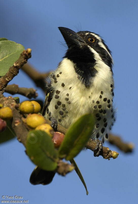 Spot-flanked Barbet