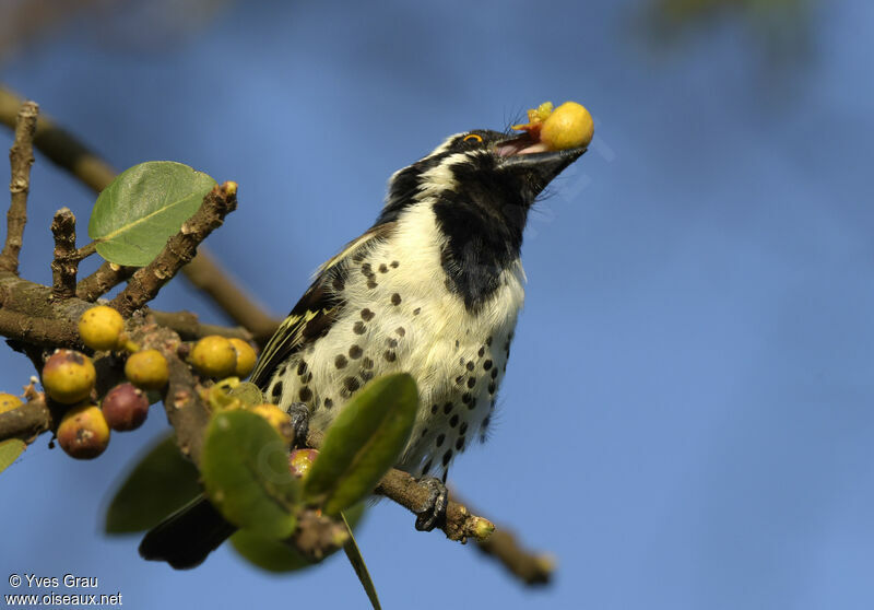 Spot-flanked Barbet