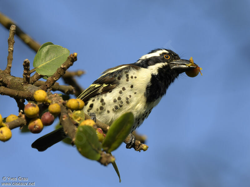 Spot-flanked Barbet