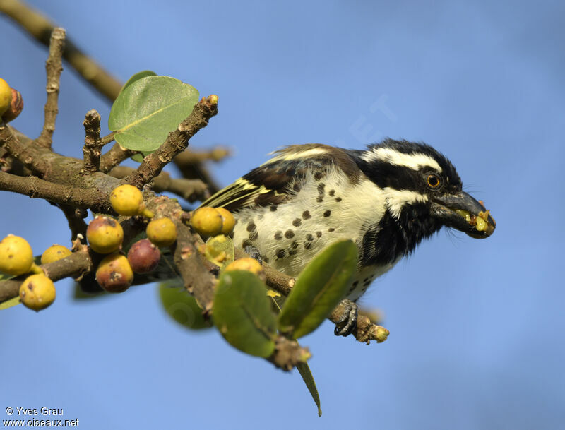 Spot-flanked Barbet