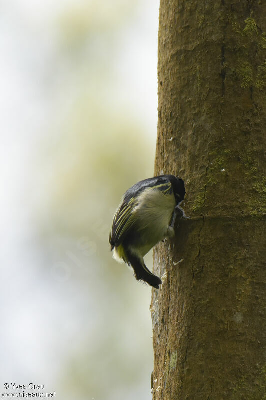 Yellow-rumped Tinkerbird