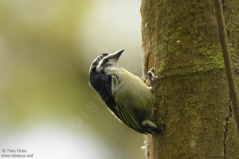 Yellow-rumped Tinkerbird