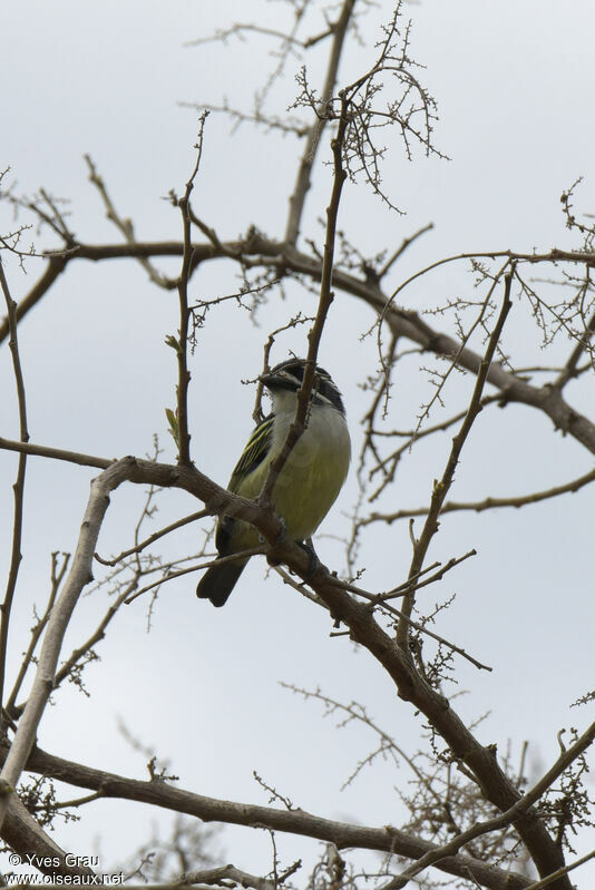 Yellow-rumped Tinkerbird