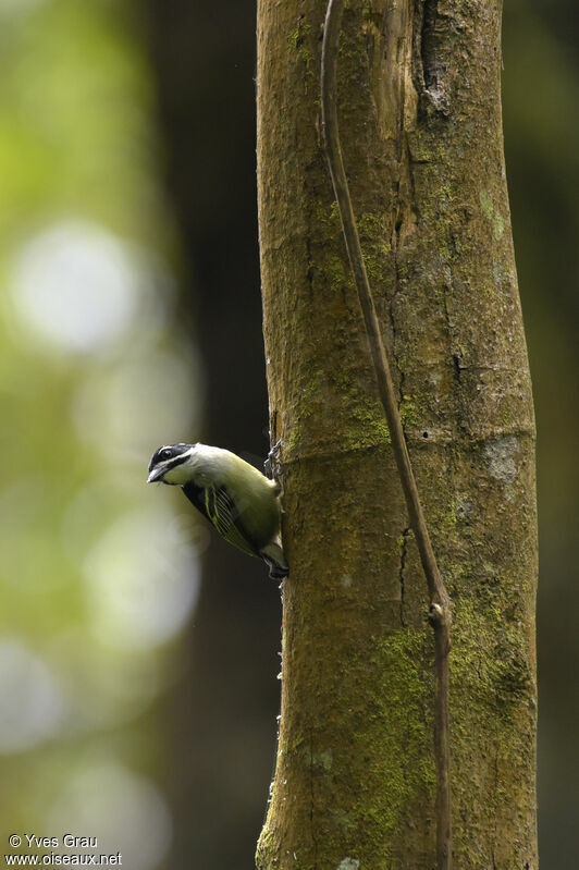 Yellow-rumped Tinkerbird