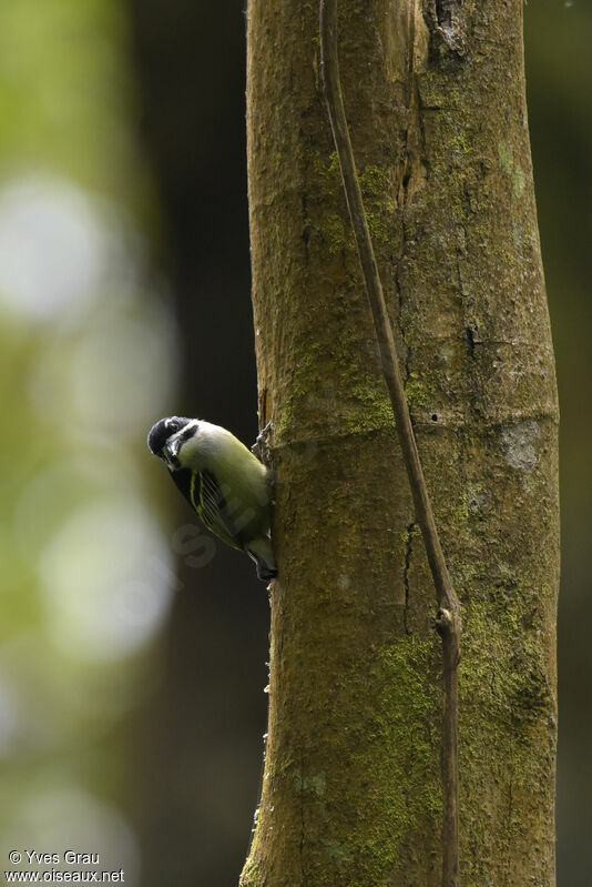 Yellow-rumped Tinkerbird