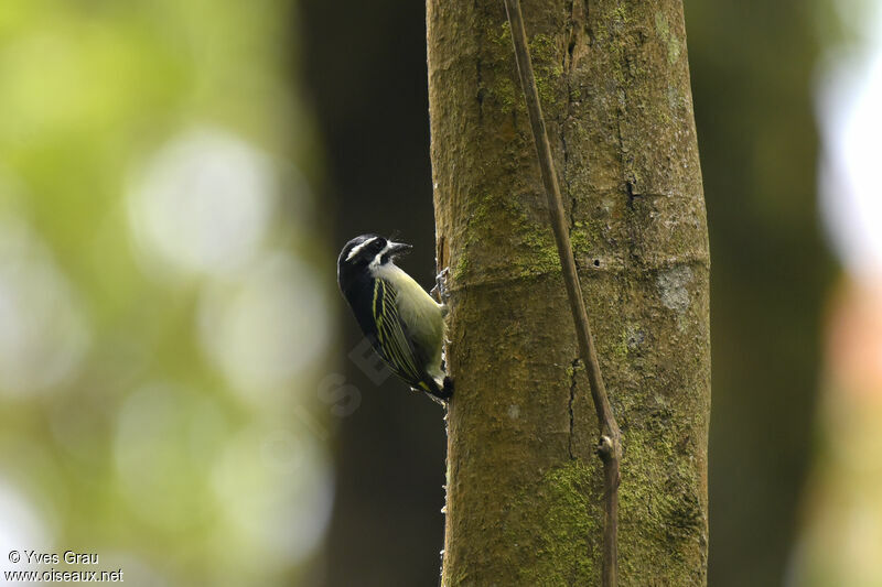 Yellow-rumped Tinkerbird