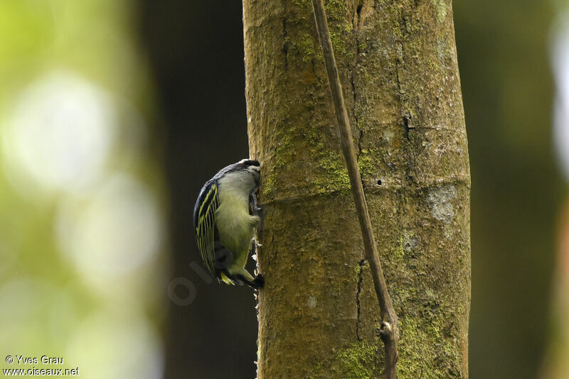 Yellow-rumped Tinkerbird