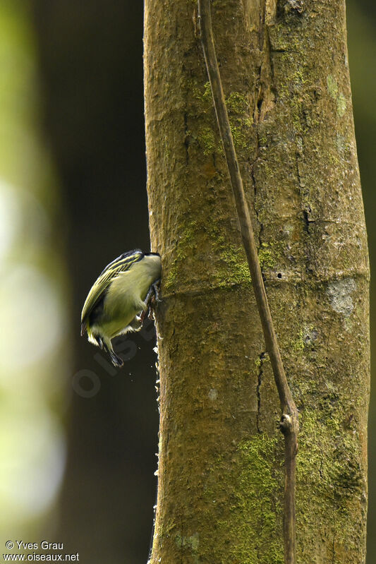 Yellow-rumped Tinkerbird