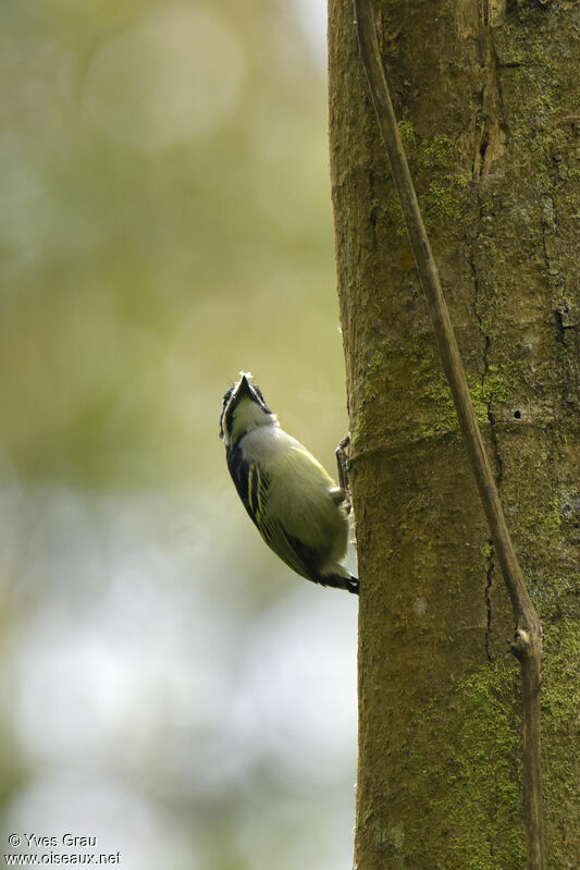 Yellow-rumped Tinkerbird