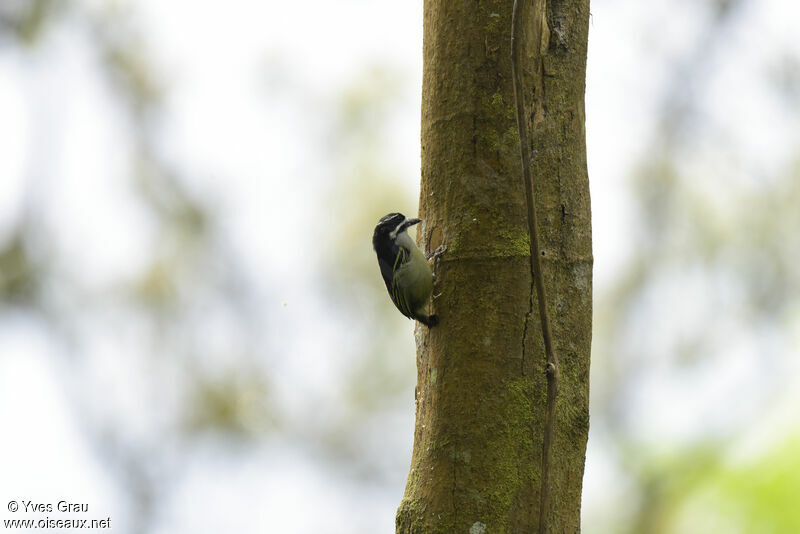 Yellow-rumped Tinkerbird