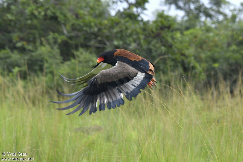 Bateleur des savanes