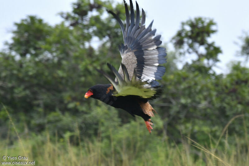 Bateleur