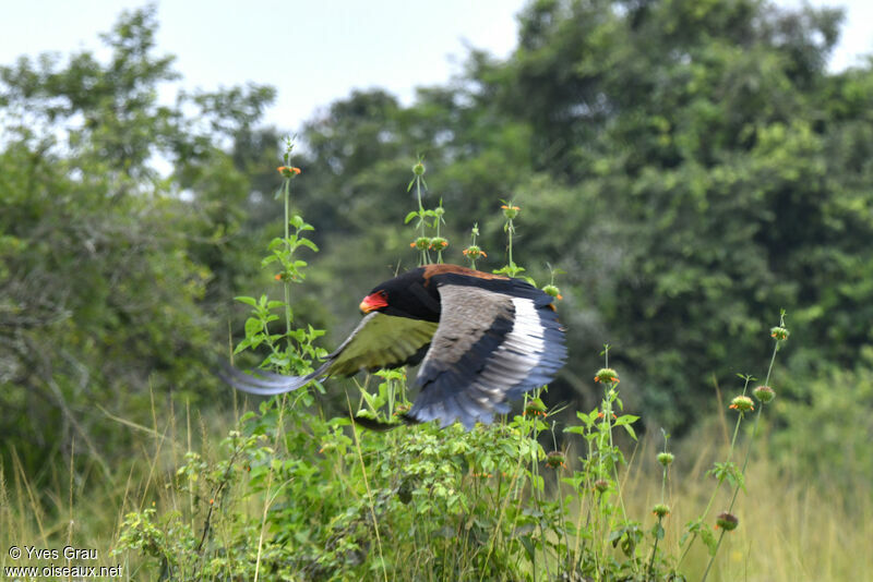 Bateleur