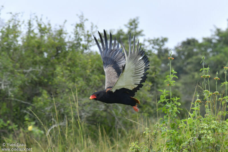 Bateleur des savanes