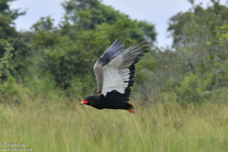 Bateleur