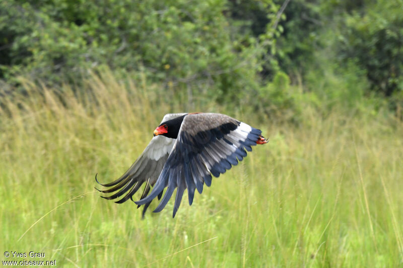 Bateleur des savanes