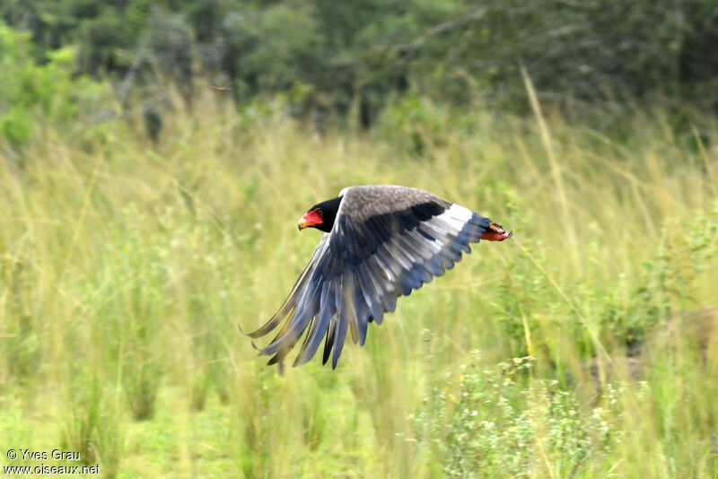 Bateleur des savanes