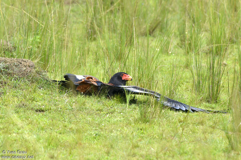 Bateleur