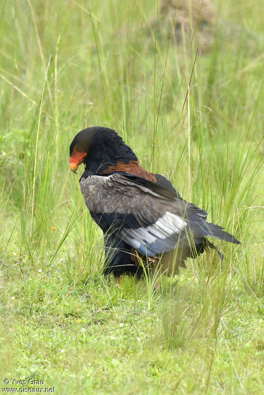 Bateleur des savanes