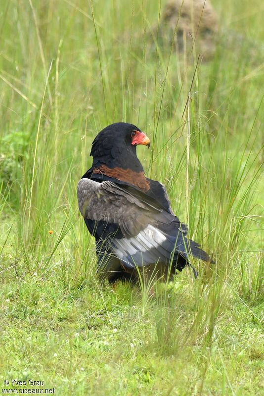 Bateleur