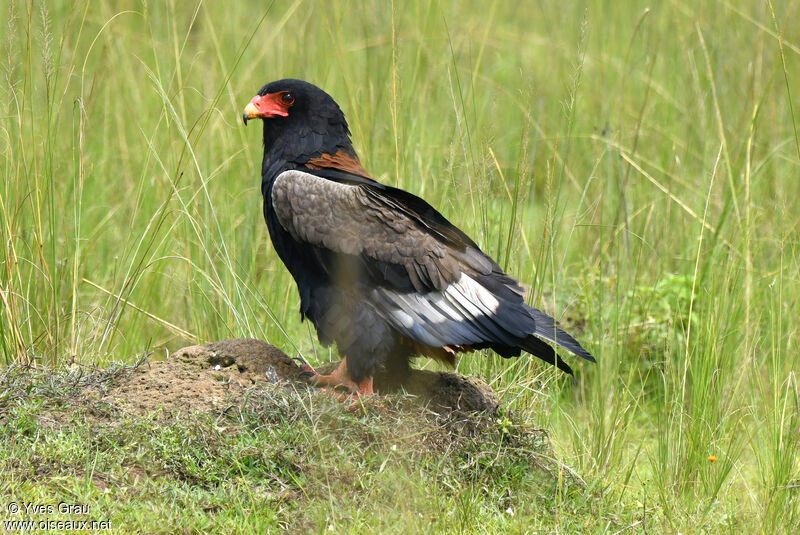 Bateleur des savanes