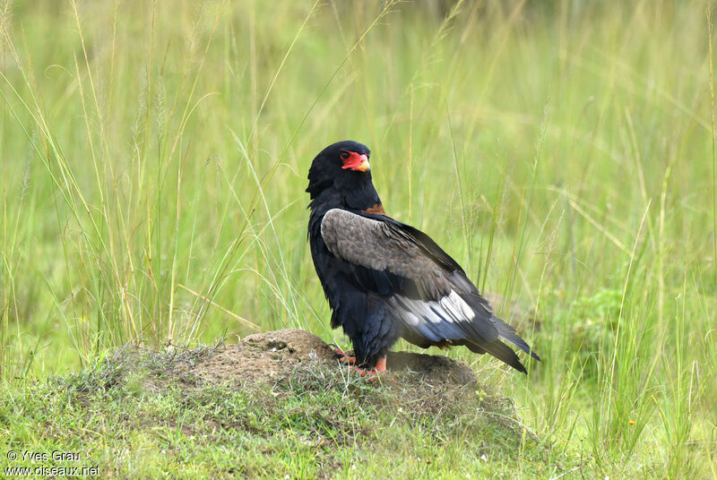 Bateleur