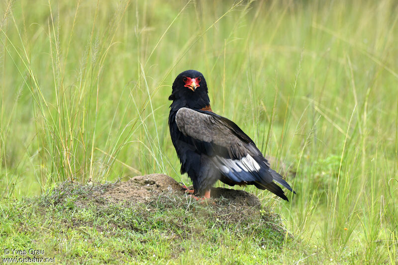 Bateleur des savanes