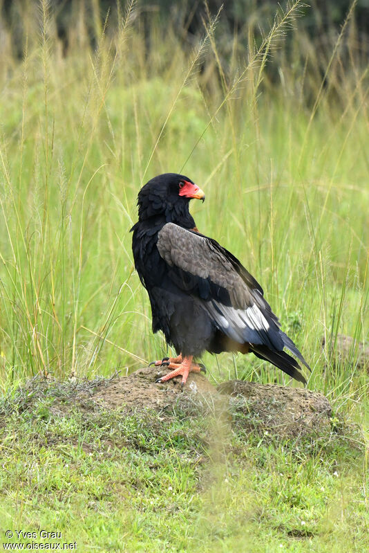 Bateleur des savanes