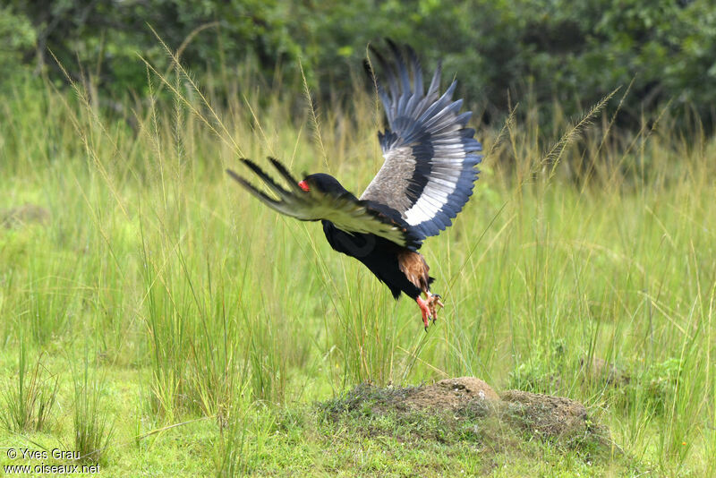 Bateleur des savanes